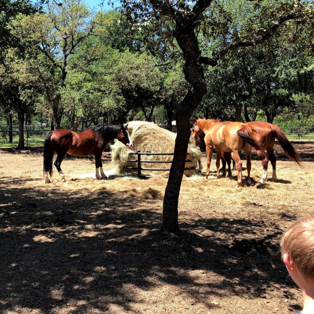 Horses Feeding