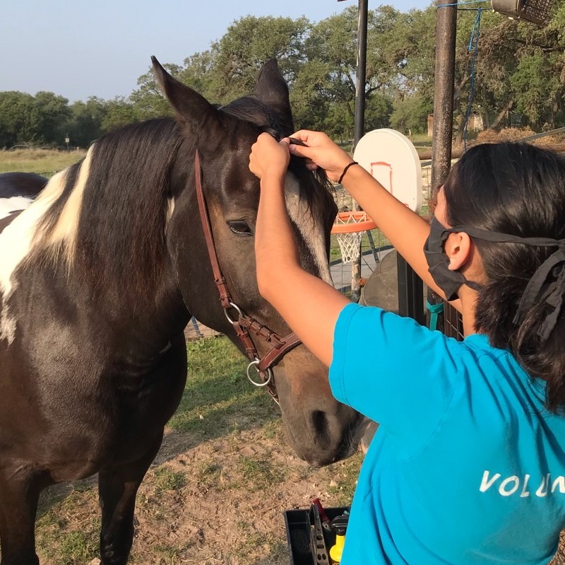 Volunteer with Horse