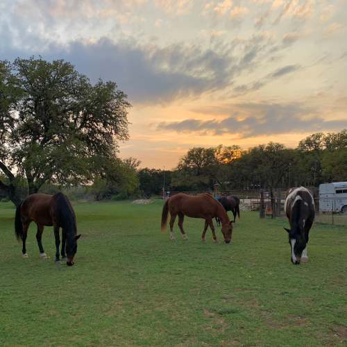 Paulie, Autumn, Jaxon, and Archie grazing at sunset