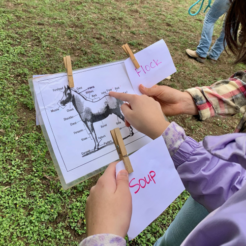 Participant learning the parts of a horse